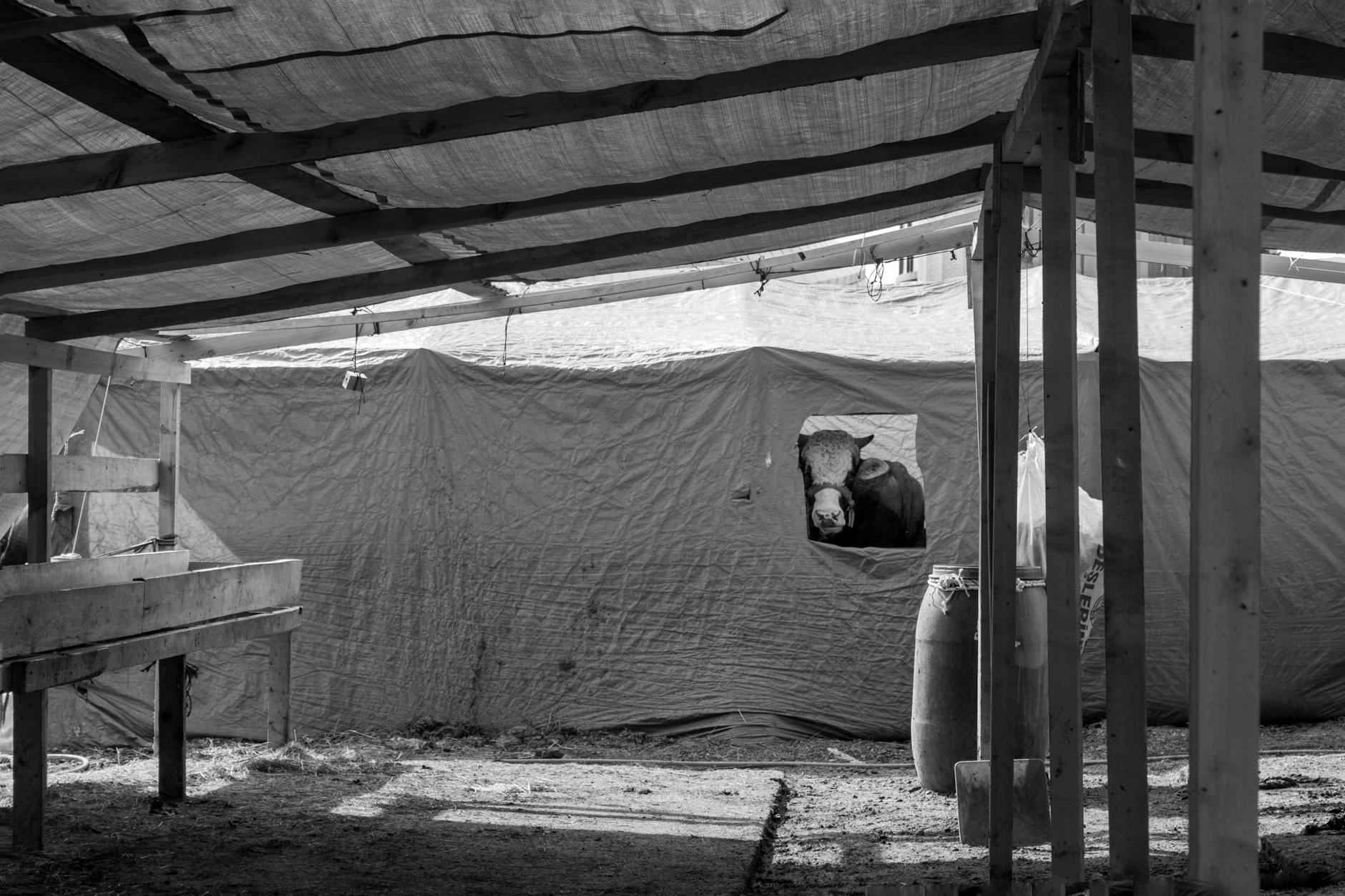 Bitlerden Kurtulmanın Doğal Yöntemleri