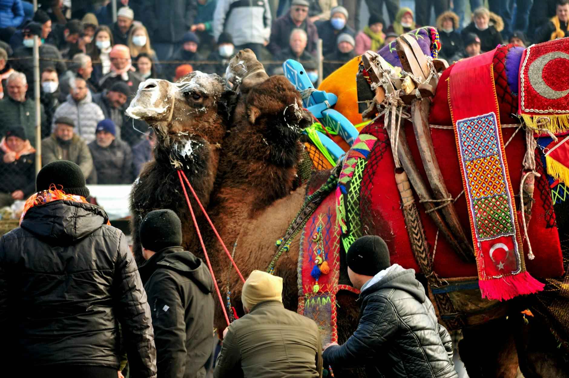 Pirelerle Mücadelede En Etkili Yöntemler